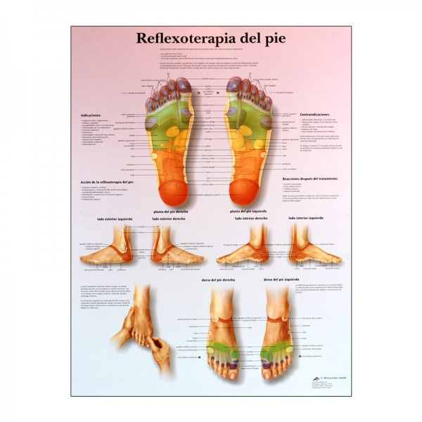 fiche réflexologie plantaire fiche réflexologie plantaire